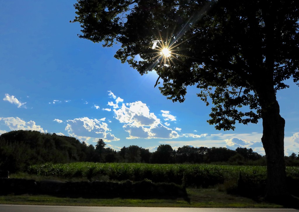 This image has an empty alt attribute; its file name is cornfield-in-sun.jpg